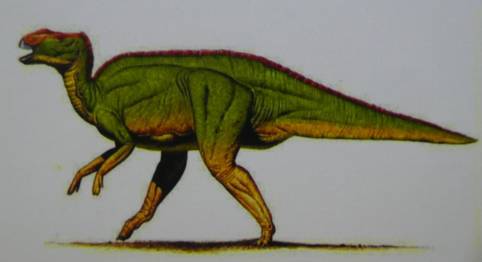 Hadrosaur